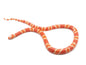 Honduran Albino Tangerine (Milk Snake)