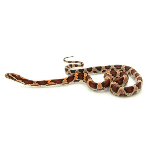 Okeetee Abbots (Corn Snake)