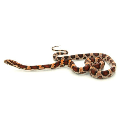 Okeetee Abbots (Corn Snake)