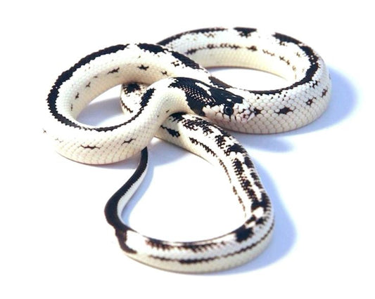 California High White ( King Snake )