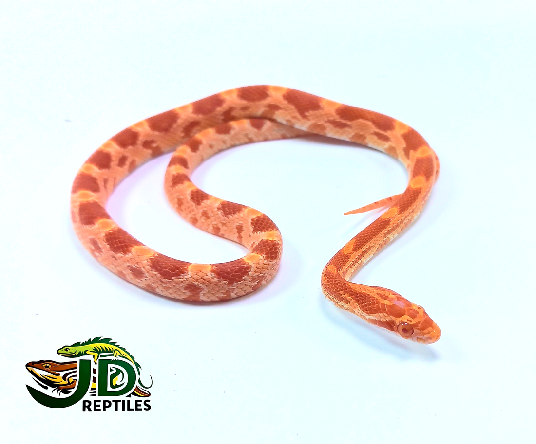 Albino (Corn Snake) – JD Reptiles LB - Albino Corn Snake Diet Guide For Beginners
