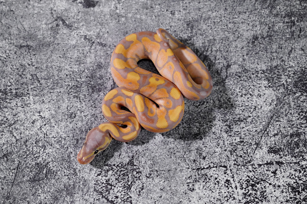 Banana Calico Poss YB male