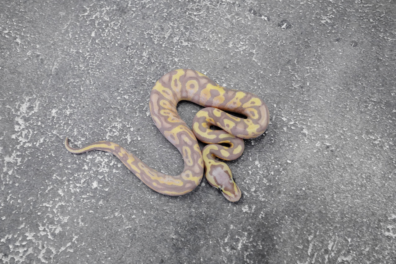 Banana Pastel Gravel  -YB 100% Het Clown  male