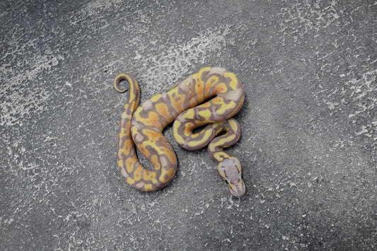 Banana Pastel Gravel  -YB 100% Het Clown  male