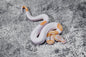 Candy- Candino- Albino Pied Male
