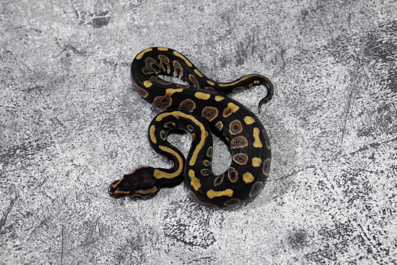 Chocolate 50% Het hypo  Female