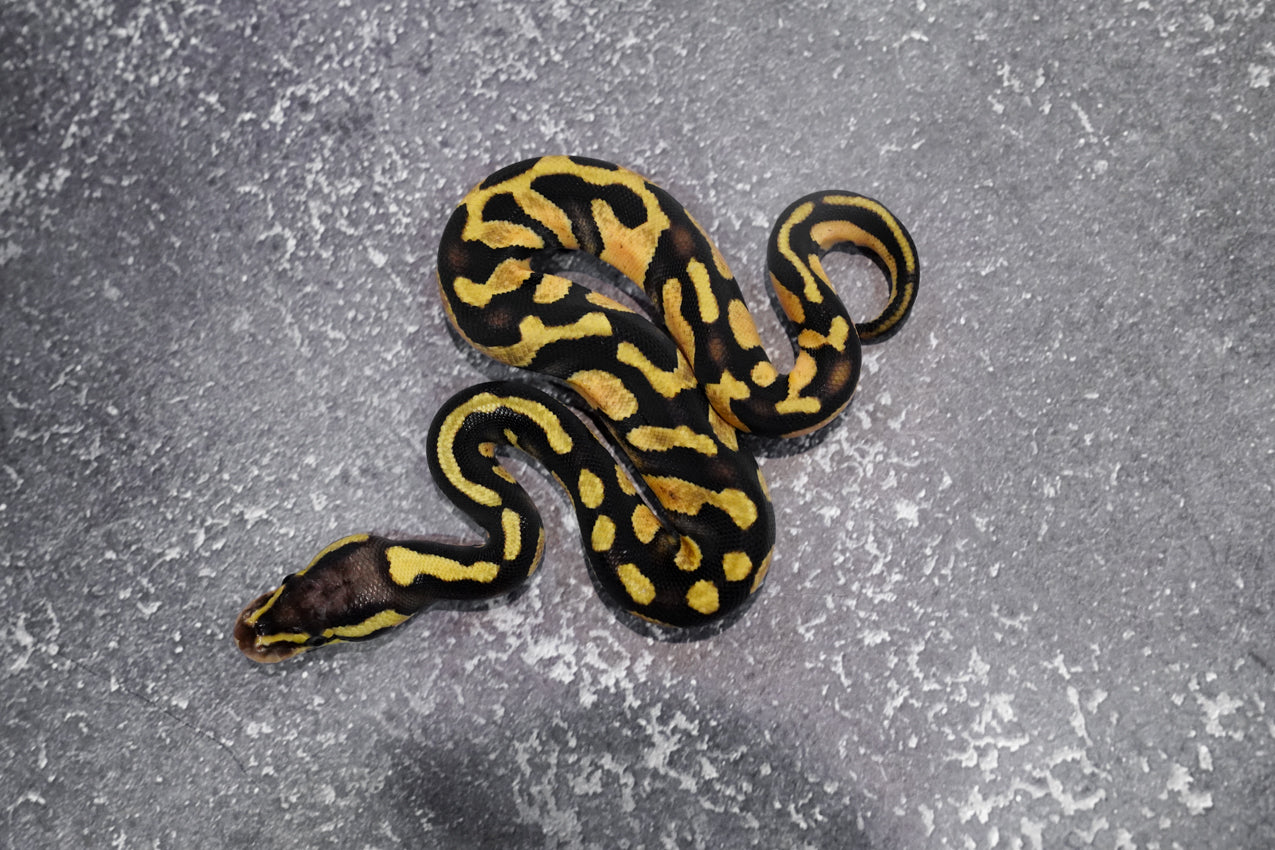 Chocolate Pastel 66% DH Desert Ghost Hypo male