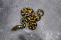 Chocolate Pastel 66% DH Desert Ghost Hypo male