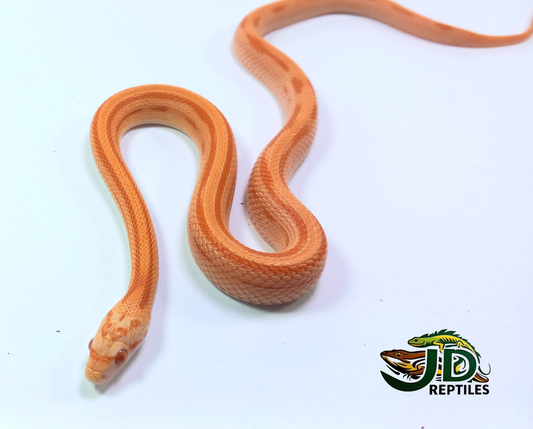 Creamsicle Striped Corn Snake for Sale | Captive-Bred Healthy Pet – JD ...