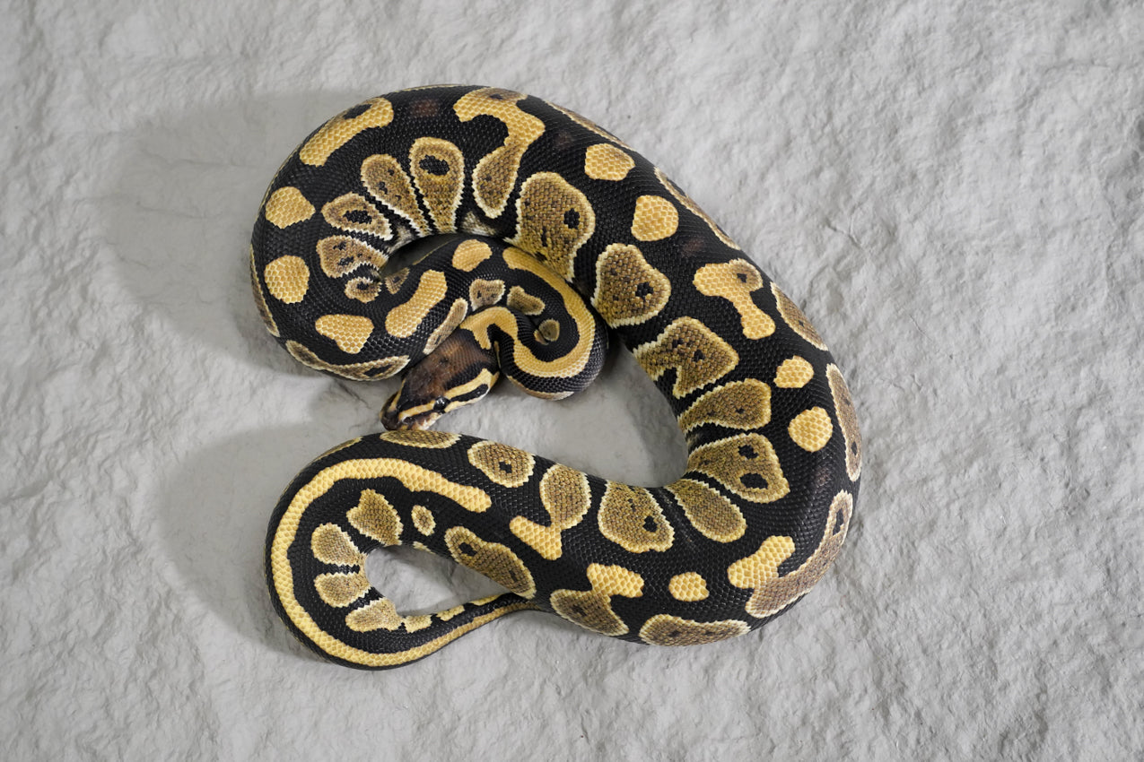 Normal het.clown  Female