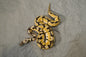 Chocolate Pastel Spider 100% DH Desert Ghost Hypo