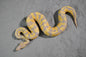 Candy het pied male
