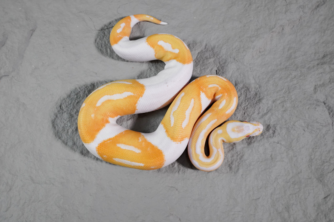 Candino Albino Pied  Male