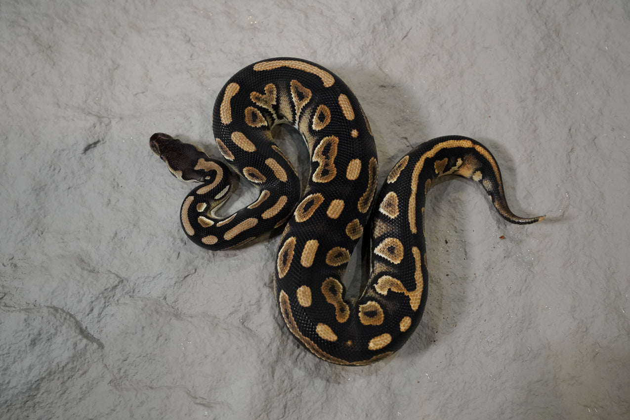 Normal. Het. Desert Ghost  Male