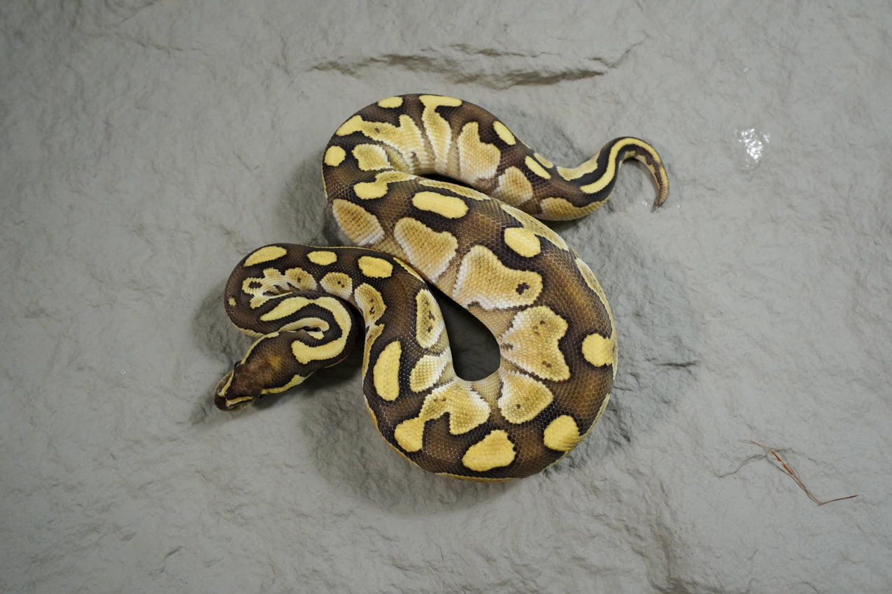 Lesser vanilla  Male