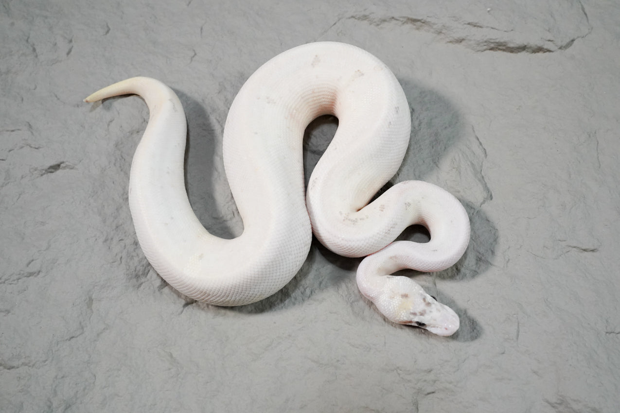 Leopard enchi spider ivory  Female