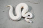 Leopard enchi spider ivory  Female