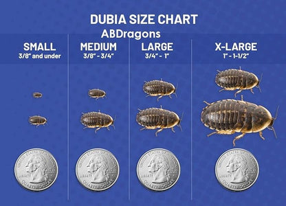 Dubia Roaches (25 roaches)