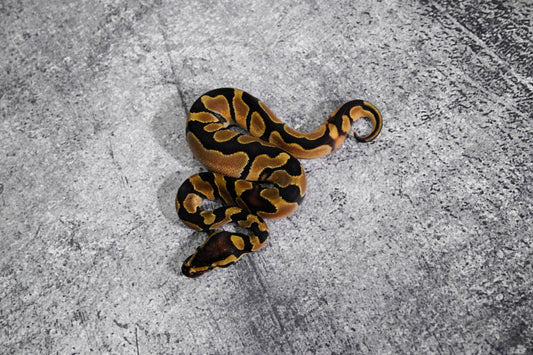 Enchi Het. Pied  Male