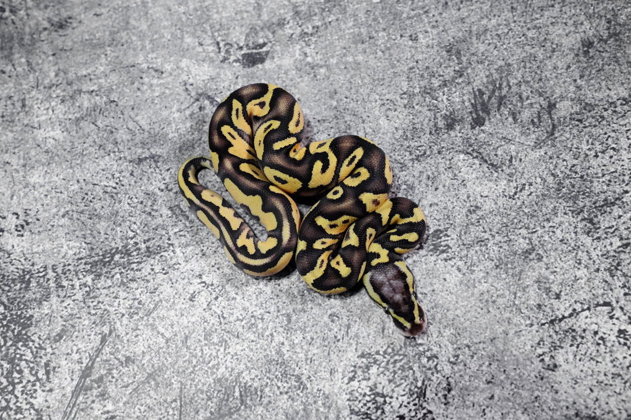 Enchi YB Pastel 100% Het Hypo Poss OD (HI) male