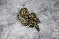 Enchi YB Pastel 100% Het Hypo Poss OD (HI) male