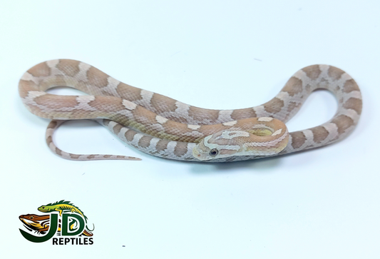 Ghost (Corn Snake)