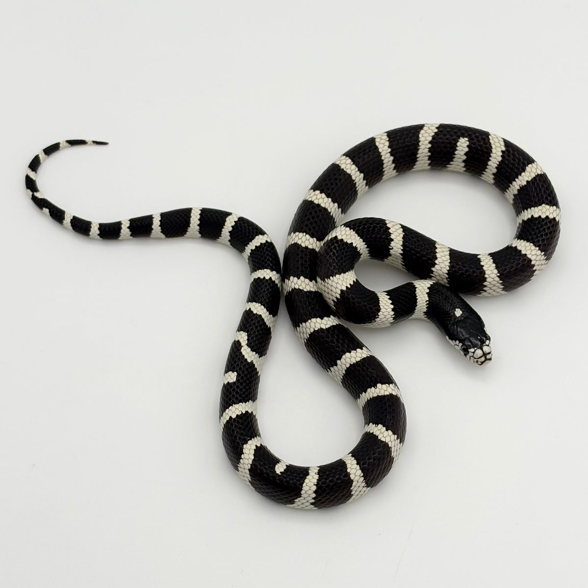 California King Snake - Banded