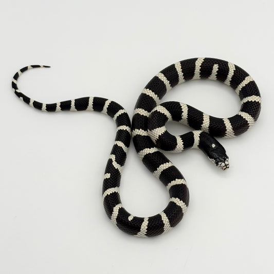 California King Snake - Banded