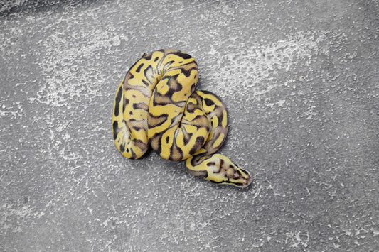 Leopard Enchi Disco Pastel YB 66% Het Paint 50% Het Clown   Male
