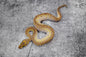 Lesser Clown male