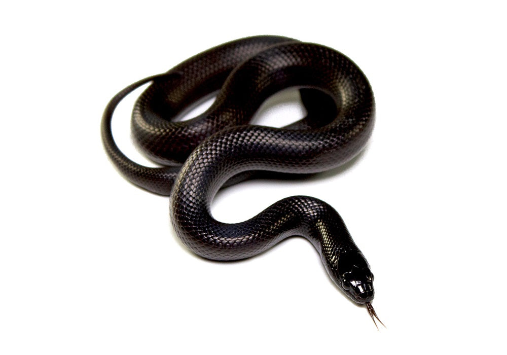 Mexican black king snake