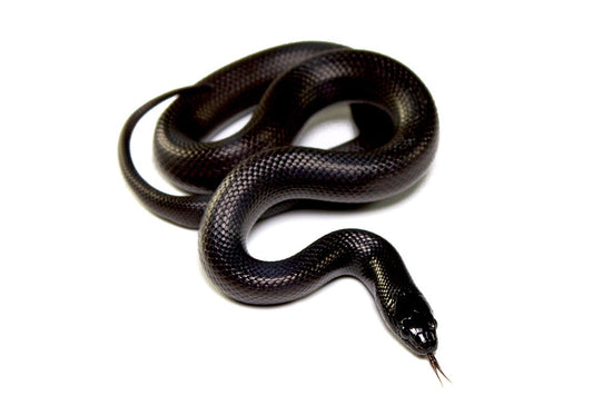 Mexican black king snake