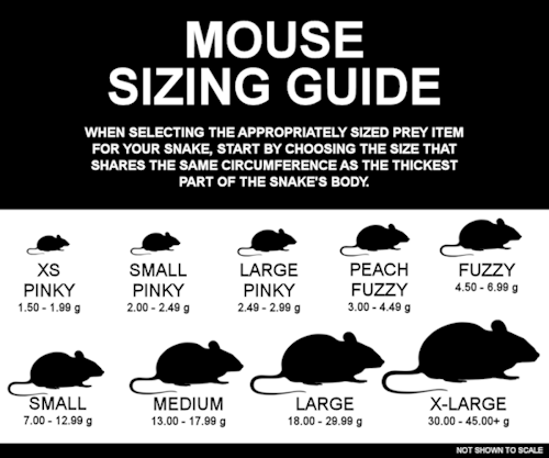 Mice (Frozen)