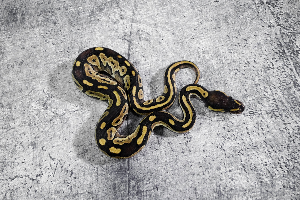 Mojave 66% Het Pied Poss Red Stripe Male