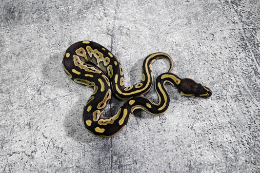 Mojave 66% Het Pied Poss Red Stripe Male