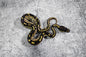 Mojave 66% Het Pied Poss Red Stripe Male