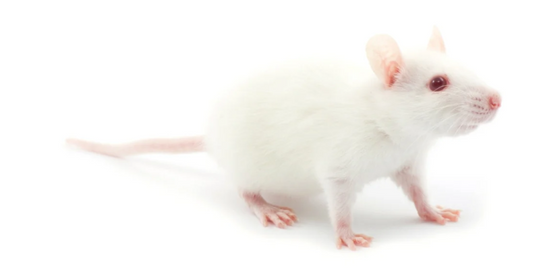 Mice (Frozen)