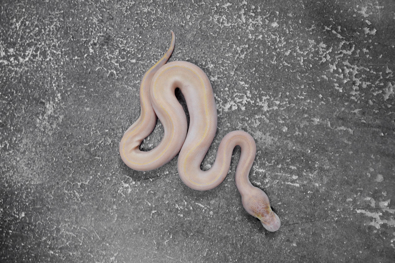 OD - Enchi Ivory (HI)  male