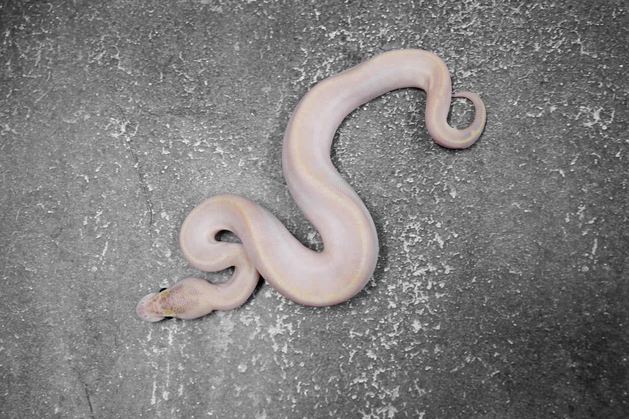 OD - Enchi Ivory (HI)  male