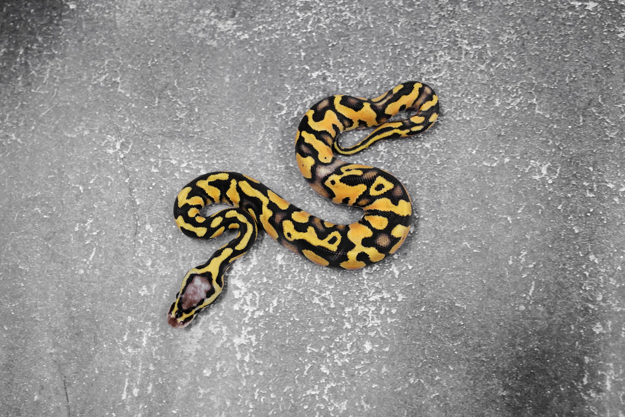 OD - Enchi Pastel Asphalt - Specter (HI) male