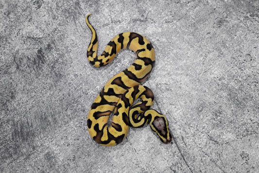 OD Enchi YB Pastel 100% Het Clown (HI)  Female