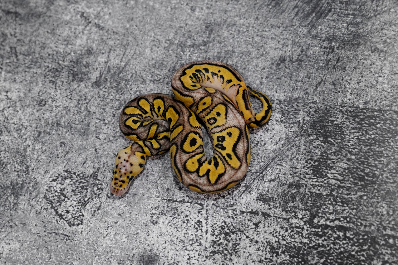 Pastel OD YB Clown 50% Het Pied Male