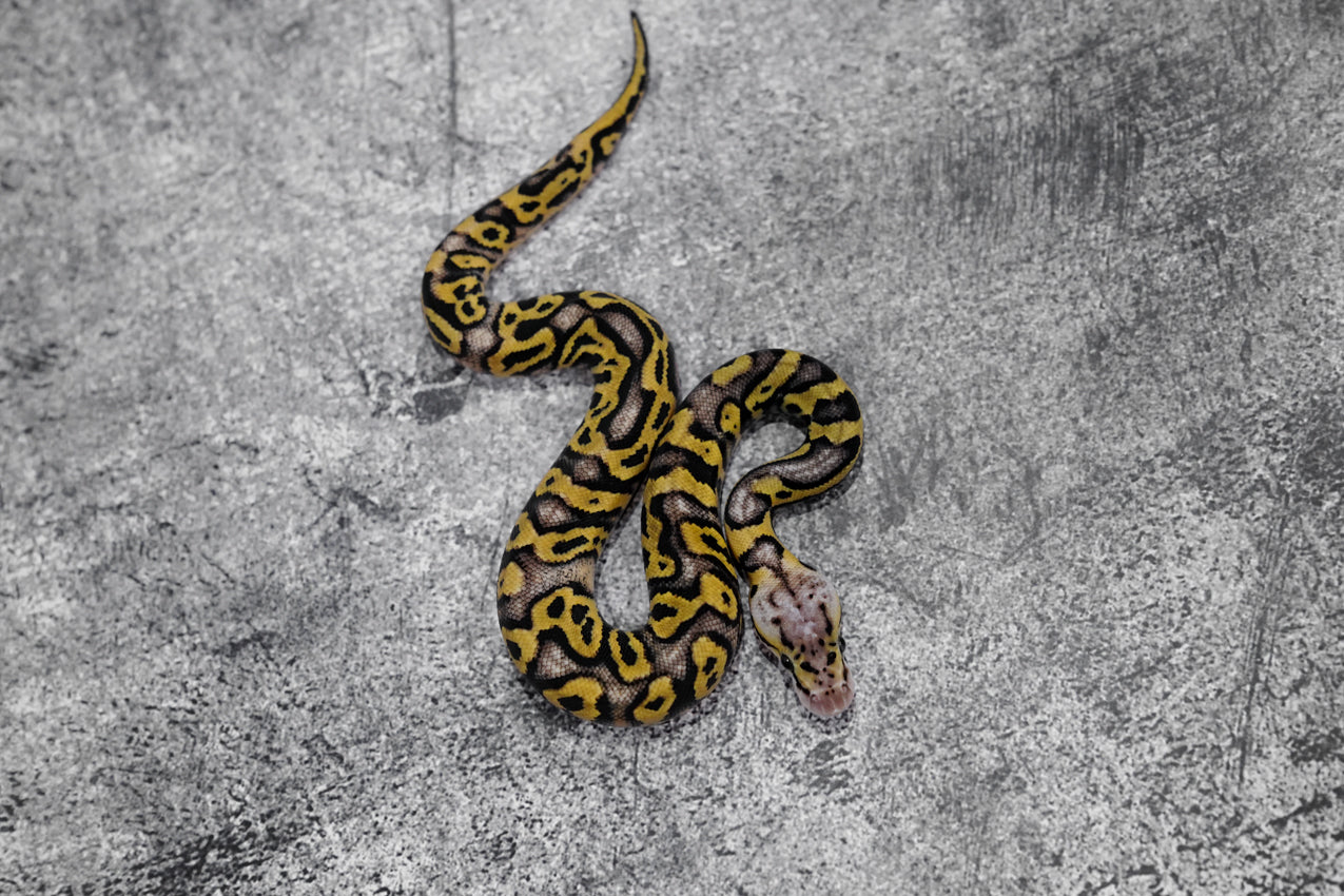 Pastel OD YB Crypton 50% Het Pied Poss Leopard  Male