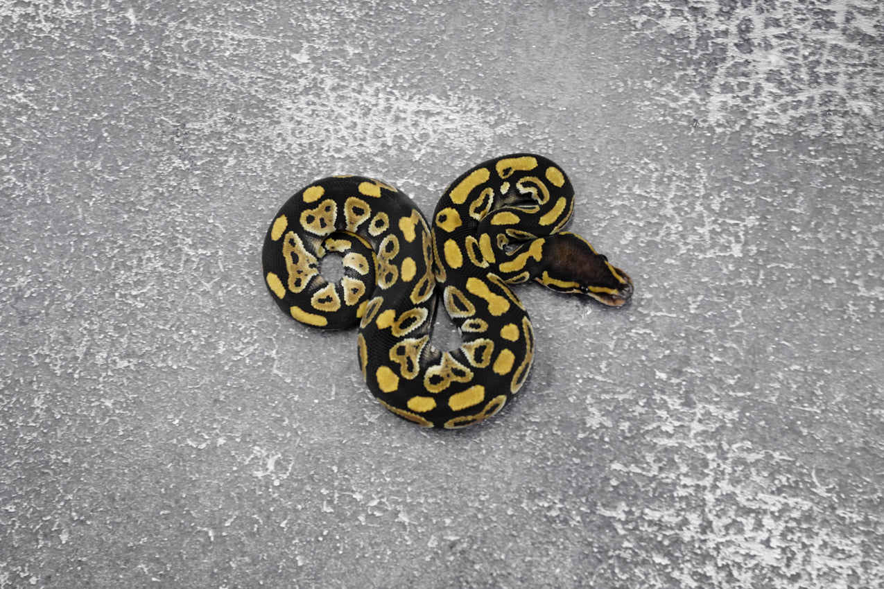 Phantom Het. Clown  Male
