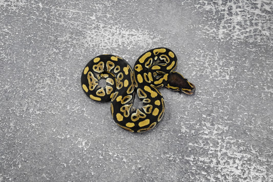 Phantom Het. Clown  Male