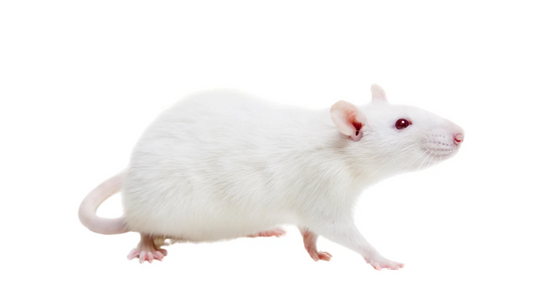 Rats (Frozen)