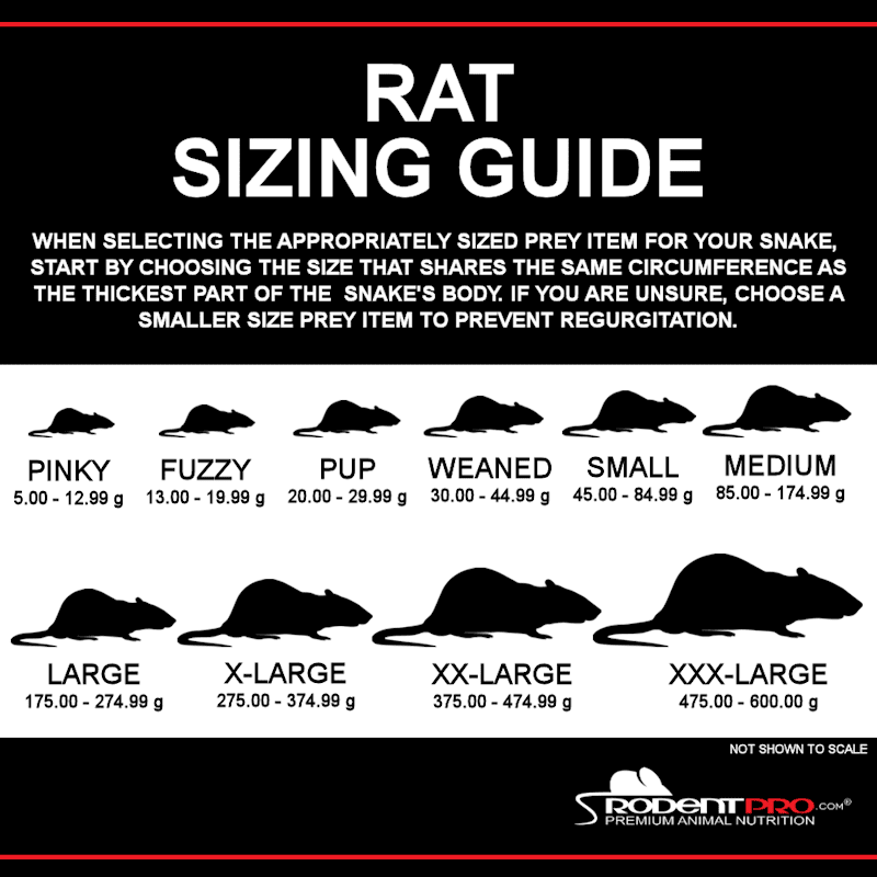 Rats (Frozen)