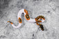 Red Gene Pied Poss Gravel male Male