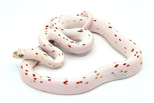 Palmetto corn snake