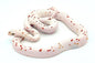 Palmetto corn snake
